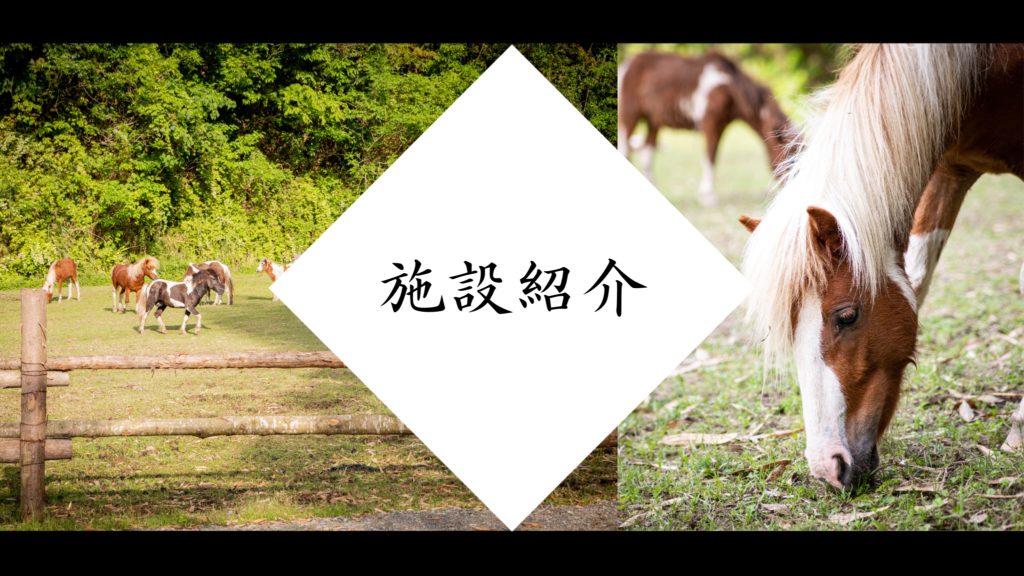 小春の村 大人も楽しめるアクティビティ施設です！